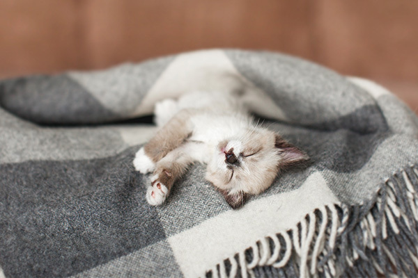 Eine Katze entspannt auf gestrickter Decke im Wohnzimmer.